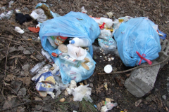 Pierwsze oznaki wiosny?