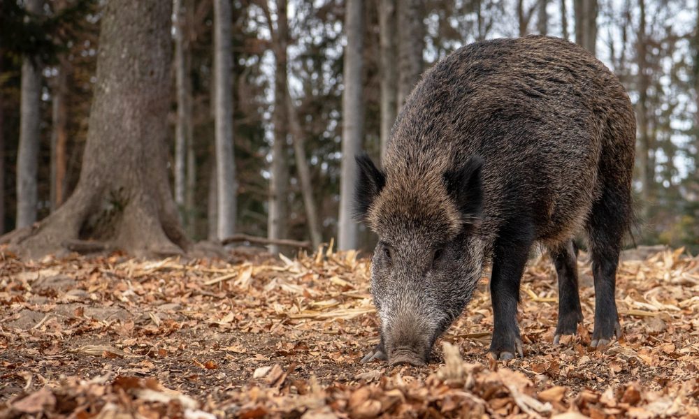 Dziki problem Tenczynka trafi na sesję Sejmiku